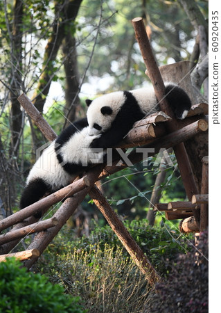Baby panda 60920435