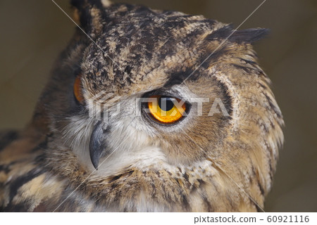 Vision Vision 60921116