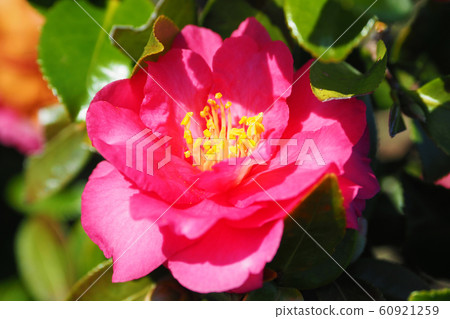 美麗的Sasanqua(沙耶香) 美麗的Sasanqua(沙耶香) 60921259