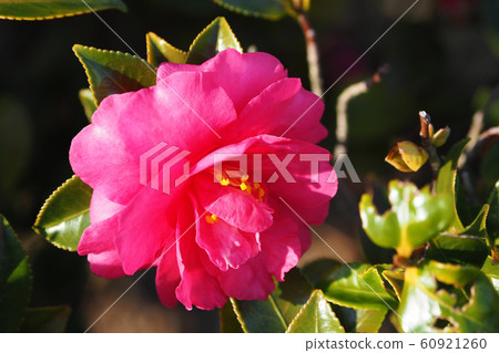 美麗的Sasanqua(沙耶香) 美麗的Sasanqua(沙耶香) 60921260