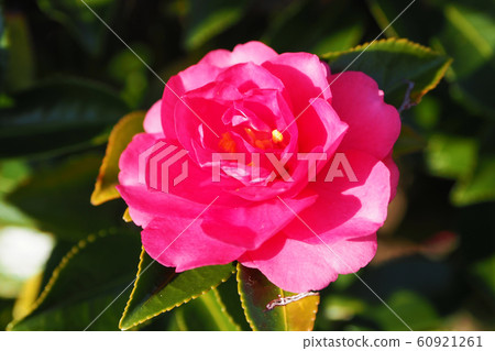 Beautiful Sasanqua (Sayaka) 60921261