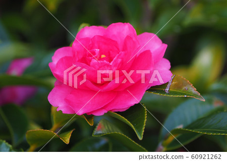 美麗的Sasanqua(沙耶香) 美麗的Sasanqua(沙耶香) 60921262