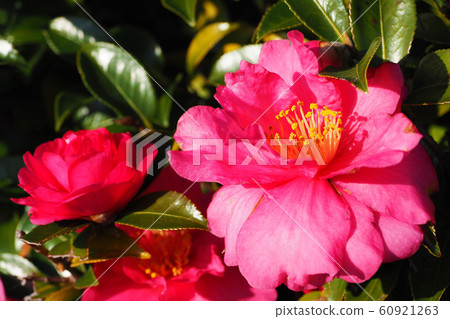 美麗的Sasanqua(沙耶香) 美麗的Sasanqua(沙耶香) 60921263