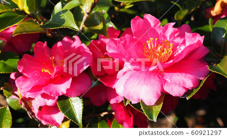 美麗的Sasanqua（沙耶香） 60921297