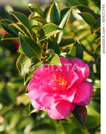 美麗的Sasanqua（沙耶香） 60921548