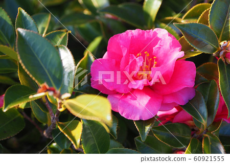 Beautiful Sasanqua (Sayaka) Beautiful Sasanqua (Sayaka) 60921555