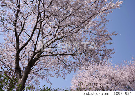 烏布布納公園的櫻花 60921934