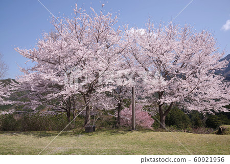 Cherry blossoms in Ububuna Park Cherry blossoms in Ububuna Park 60921956
