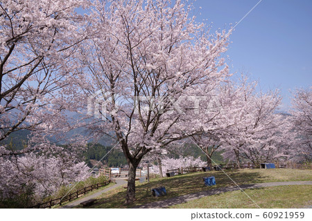 烏布布納公園的櫻花 烏布布納公園的櫻花 60921959
