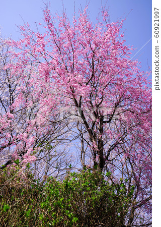 烏布布納公園的櫻花 烏布布納公園的櫻花 60921997