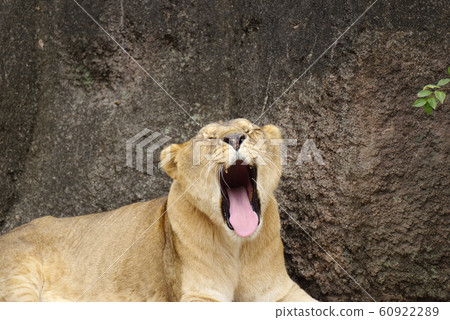 Sleepy lion 60922289