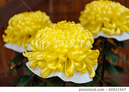Beautiful Japanese chrysanthemum 60922447