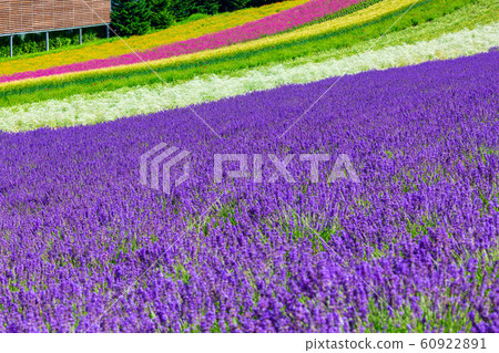 Lavender field Nakafurano Lavender field Nakafurano 60922891