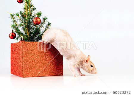 White thoroughbred rat jumping out of a box with christmas tree White thoroughbred rat jumping out of a box with christmas tree 60923272