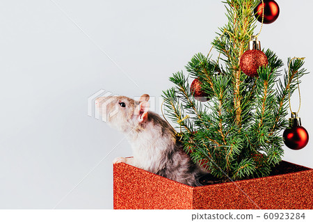 White thoroughbred rat jumping out of a box with christmas tree White thoroughbred rat jumping out of a box with christmas tree 60923284