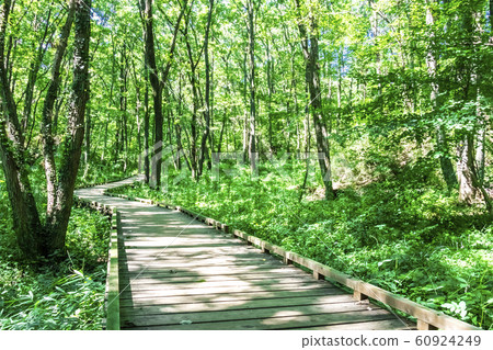 森林浴遠足 60924249