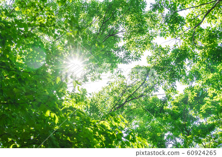 Fresh green and sunbeams Fresh green and sunbeams 60924265