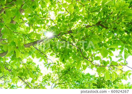 Fresh green and sunbeams Fresh green and sunbeams 60924267