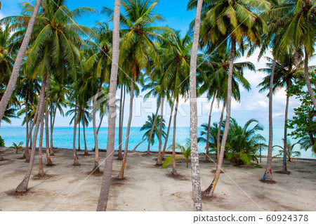 Palm, Water and Beach View on Maldive Coast 60924378