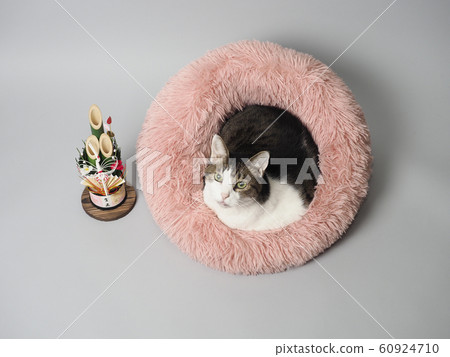 Kadomatsu and cat in bed Kadomatsu and cat in bed 60924710