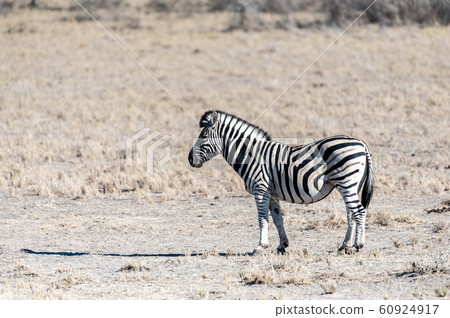 Zebras in Etosha National Park. 60924917