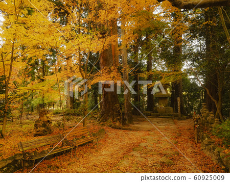 [Shiga] Autumn leaves of Konan Sanzan Chojuji Temple 60925009