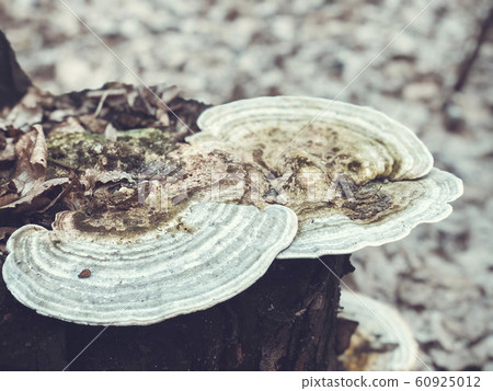 Woody mushrooms Woody mushrooms 60925012