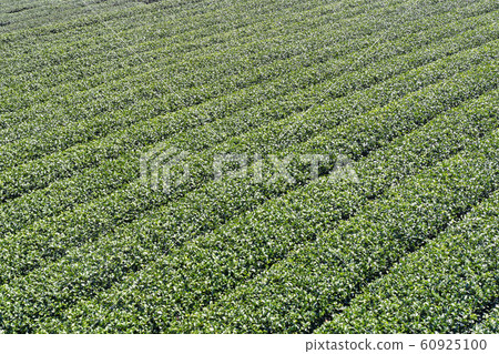 茶茶葉茶園產品茶園休閒園綠茶茶園 茶茶葉茶園產品茶園休閒園綠茶茶園 60925100