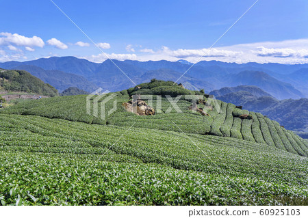 茶茶葉茶園產品茶園休閒園綠茶茶園 茶茶葉茶園產品茶園休閒園綠茶茶園 60925103