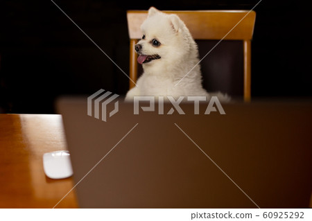 Dog pomeranian spitz and on table with laptop computer. 60925292