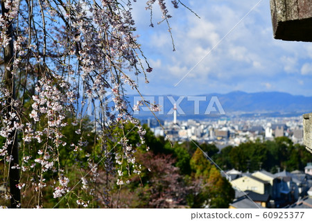 Sakura Sakura 60925377