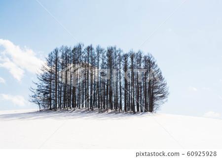 雪山和Biei Biei鎮的落葉松屬森林 雪山和Biei Biei鎮的落葉松屬森林 60925928