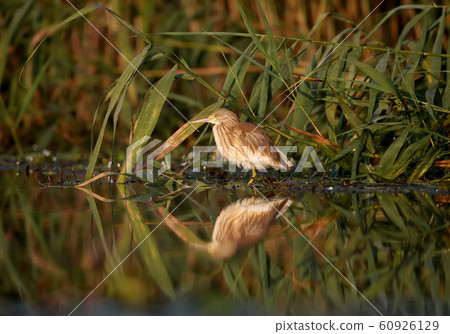 Young hunter 60926129