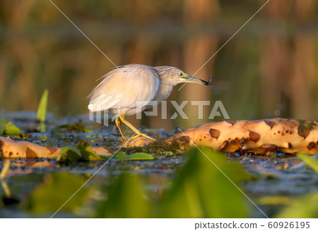 The magic of morning light 60926195