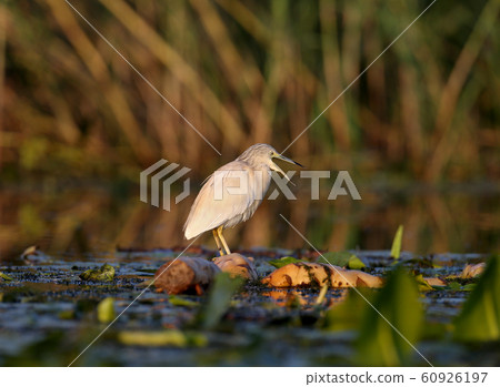 The magic of morning light The magic of morning light 60926197