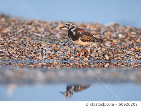 And again about The ruddy turnstone (Arenaria 60926202