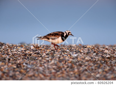 And again about The ruddy turnstone (Arenaria 60926204