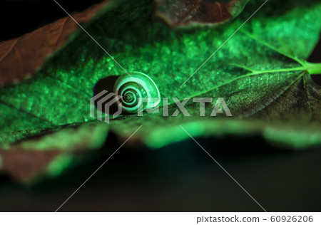 little snail on a green leaf,  close up shoot 60926206