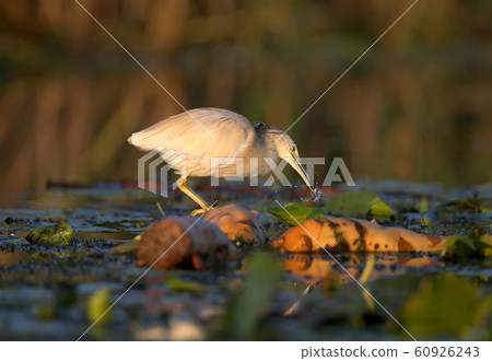 The magic of morning light The magic of morning light 60926243