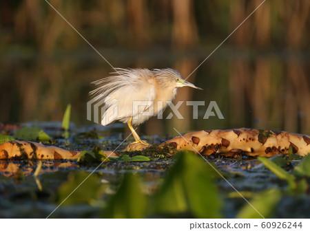 The magic of morning light 60926244