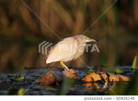 The magic of morning light The magic of morning light 60926246