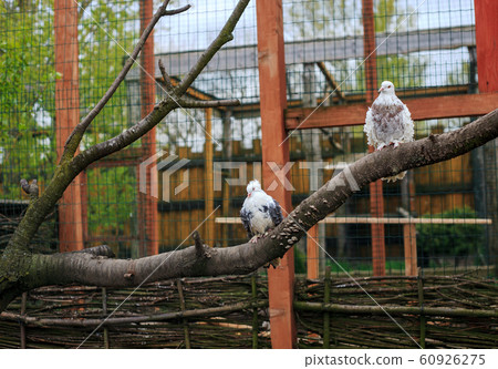 Curly Frillback Pigeons birds in dovecote 60926275