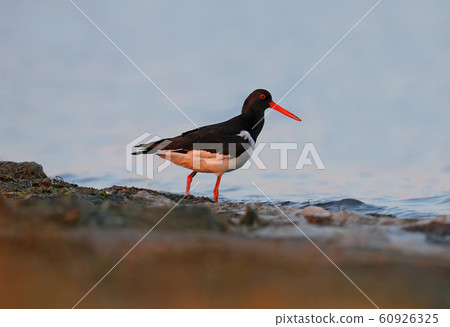 Migrating guest Migrating guest 60926325