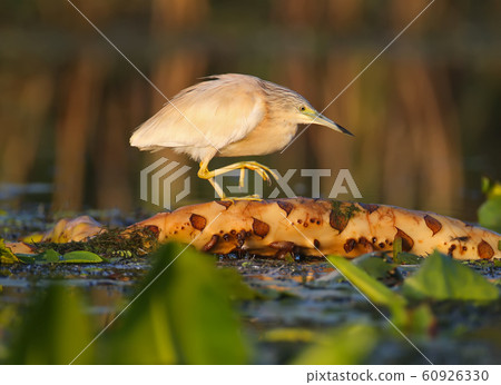 The magic of morning light 60926330