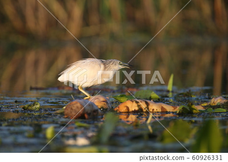 The magic of morning light The magic of morning light 60926331