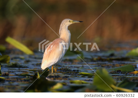 The magic of morning light The magic of morning light 60926332