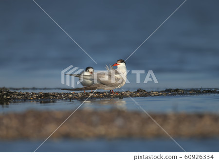 With mom With mom 60926334