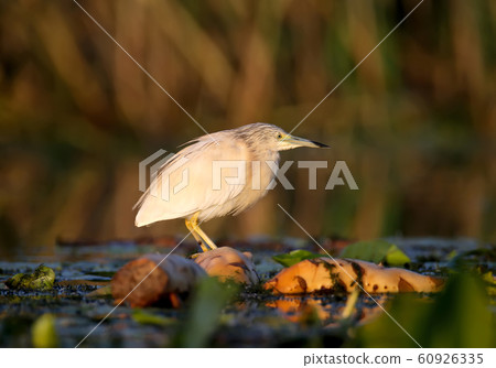 The magic of morning light 60926335