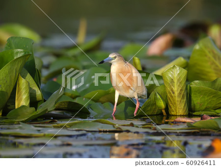 The squacco heron (Ardeola ralloides) 60926411