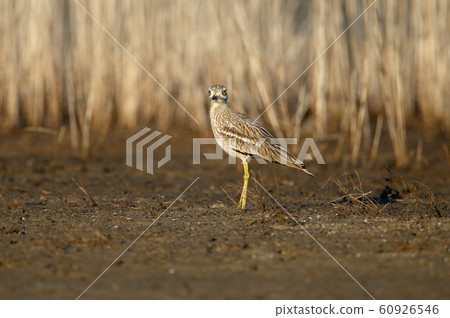 And again about Eurasian stone curlew And again about Eurasian stone curlew 60926546